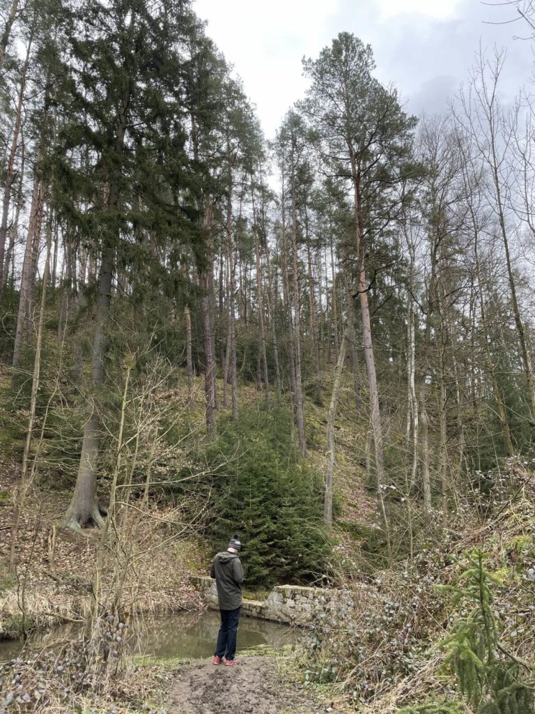 Radčice - v lese