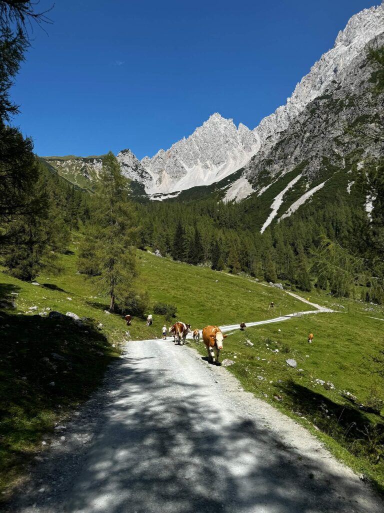 Pohoří Dachstein krávy